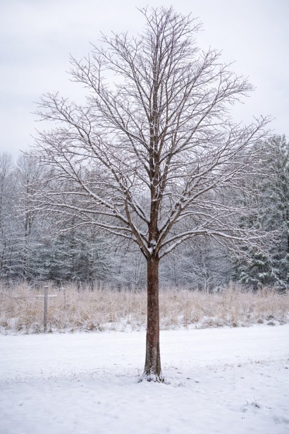 Клен гостролистий Крімсон Сентрі | Acer platanoides Crimson Sentry| Клён остролистный Кримсон Сентри 